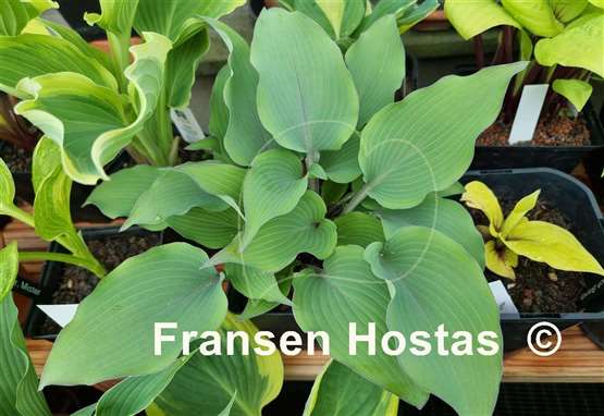 Hosta Alana's Laugh